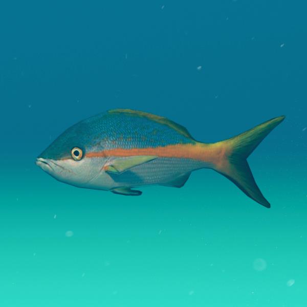 ماهی اسنپر - دانلود مدل سه بعدی ماهی اسنپر - آبجکت سه بعدی ماهی اسنپر - دانلود مدل سه بعدی fbx - دانلود مدل سه بعدی obj -Yellowfin Snapper 3d model - Yellowfin Snapper object - download Yellowfin Snapper 3d model - آکواریوم - آبزی - fish